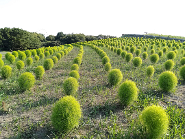 ふわふわかわいい緑のコキア/国営ひたち海浜公園(茨城県/ひたちなか市)