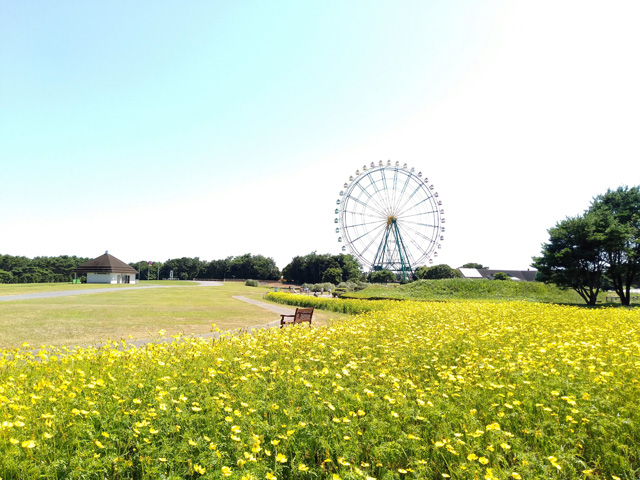 花畑越しに見える観覧車/国営ひたち海浜公園(茨城県/ひたちなか市)