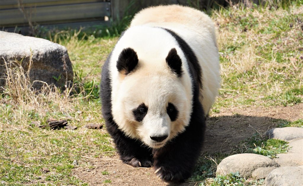 神戸市立王子動物園の見どころは？パンダのタンタン&コアラは必見