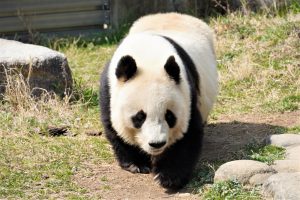 神戸市立王子動物園の見どころは？パンダのタンタン&コアラは必見、幼児も遊べる遊園地も