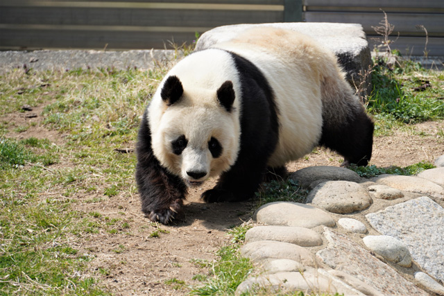 のんびりお散歩中のタンタン／神戸市立王子動物園（兵庫県/神戸市）