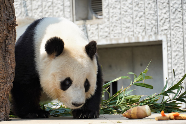 お待ちかねの食事タイムの様子／神戸市立王子動物園（兵庫県/神戸市）
