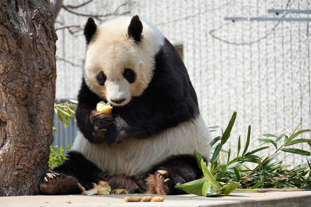 上手にタケノコを食べる様子／神戸市立王子動物園（兵庫県/神戸市）