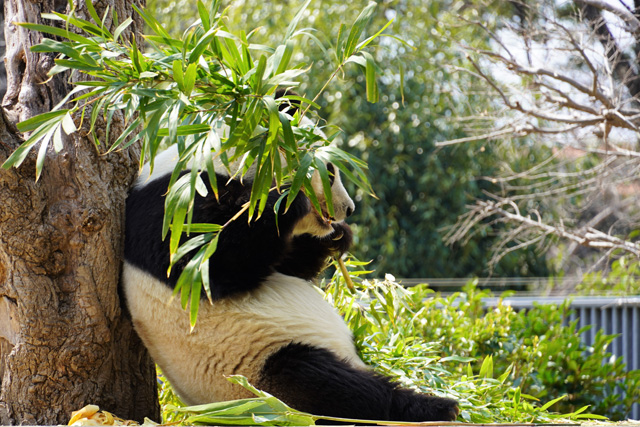 豪快に竹を食べる様子／神戸市立王子動物園（兵庫県/神戸市）