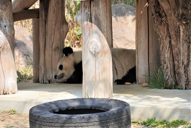 お昼寝タイムの様子／神戸市立王子動物園（兵庫県/神戸市）