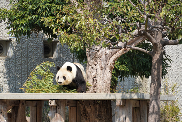 外にいるタンタンの様子／神戸市立王子動物園（兵庫県/神戸市）