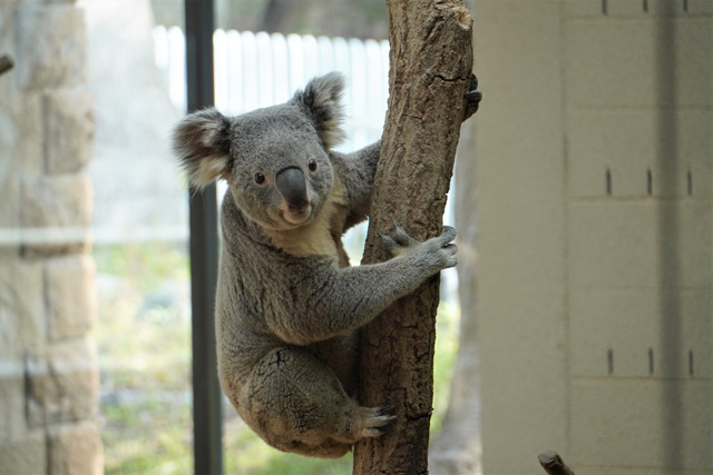 パンダに次ぐ人気者のコアラ／神戸市立王子動物園（兵庫県/神戸市）