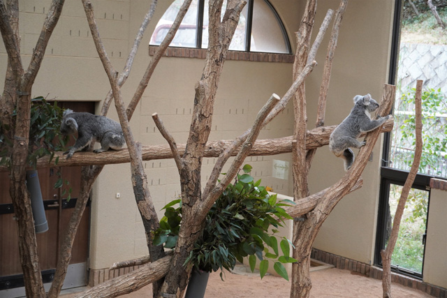 木を登ったり下りたり活発に動くコアラたち／神戸市立王子動物園（兵庫県/神戸市）
