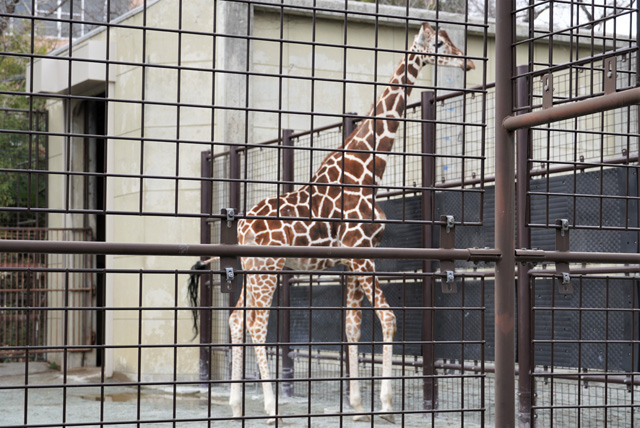 のんびりと歩き回っている3頭のキリン／神戸市立王子動物園（兵庫県/神戸市）