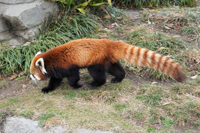 王子動物園生まれのレッサーパンダ「ジャズ」／神戸市立王子動物園（兵庫県/神戸市）