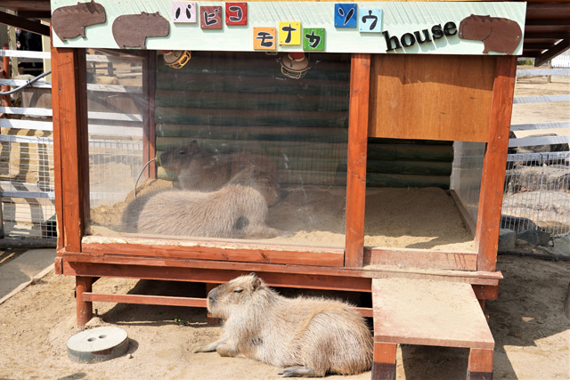 見ているだけで癒されるカピバラ／神戸市立王子動物園（兵庫県/神戸市）