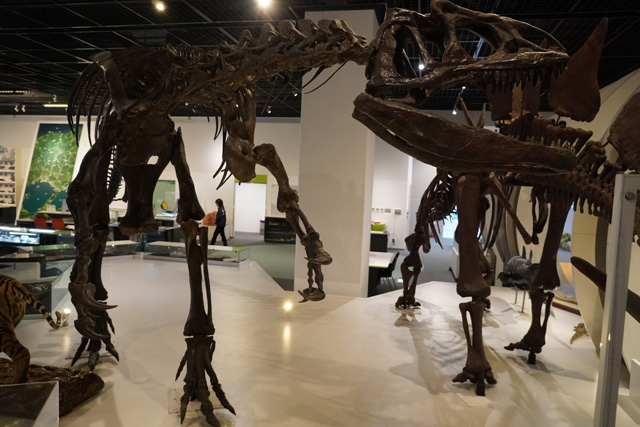 アロサウルスの骨格模型/姫路科学館(兵庫県/姫路市)