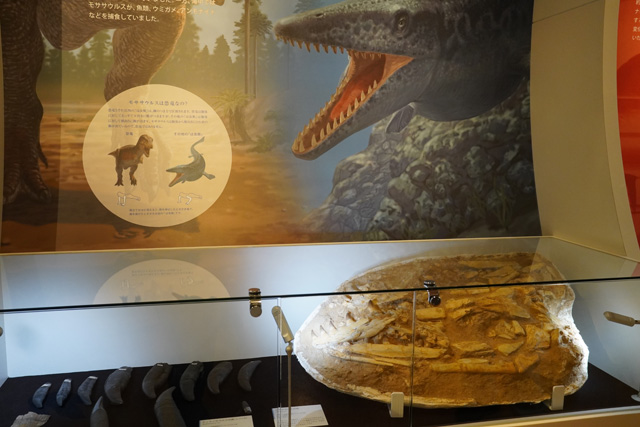モササウルスの頭の一部と歯のレプリカ/姫路科学館(兵庫県/姫路市)