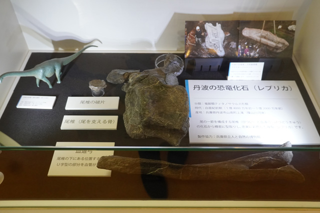 丹波の恐竜化石(レプリカ)/姫路科学館(兵庫県/姫路市)