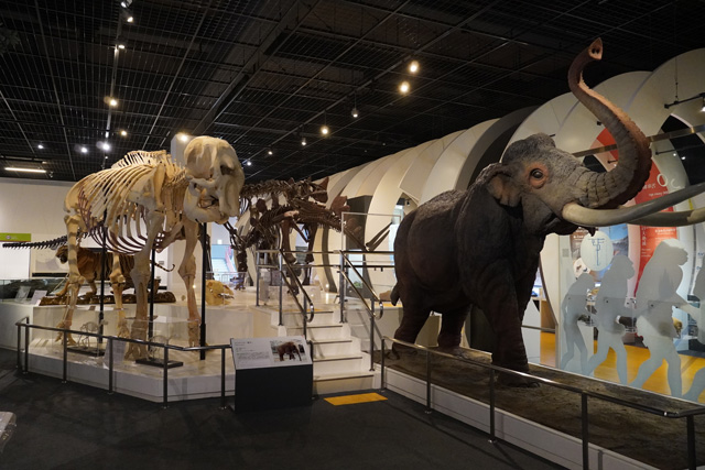マンモスと姫路市立動物園の初代ゾウ「姫子」の骨格/姫路科学館(兵庫県/姫路市)