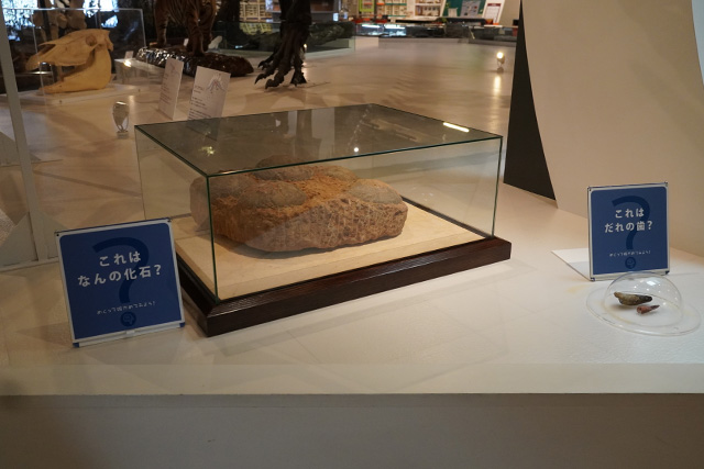 恐竜クイズ/姫路科学館(兵庫県/姫路市)