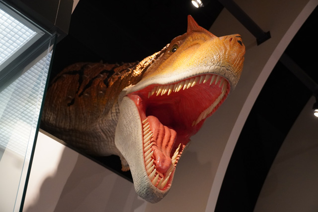 アロサウルスの頭部模型/姫路科学館(兵庫県/姫路市)