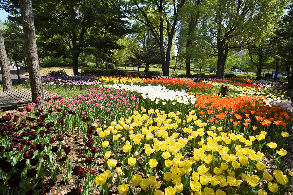 「季節の花」／猿江恩賜公園（東京都／江東区）