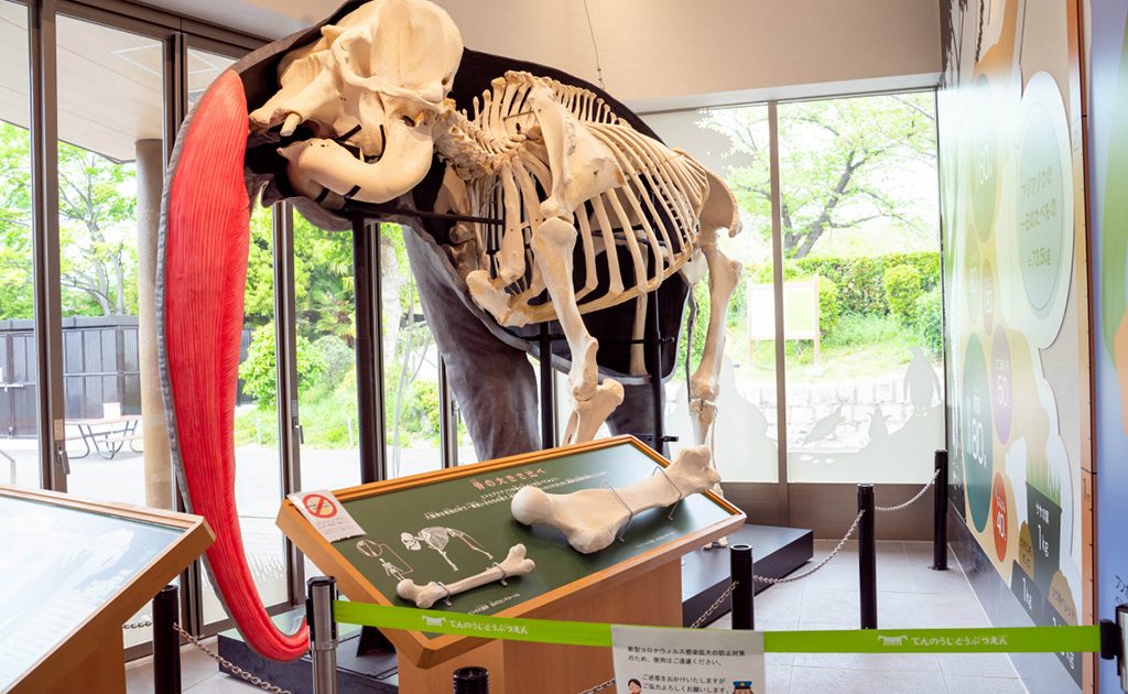 TENNOJI ZOO MUSEUM】天王寺動物園でゾウの骨格標本を見よう！人気の