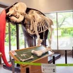【TENNOJI ZOO MUSEUM】天王寺動物園でゾウの骨格標本を見よう！人気のランチ、お土産など紹介