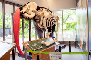 【TENNOJI ZOO MUSEUM】天王寺動物園でゾウの骨格標本を見よう！人気のランチ、お土産など紹介
