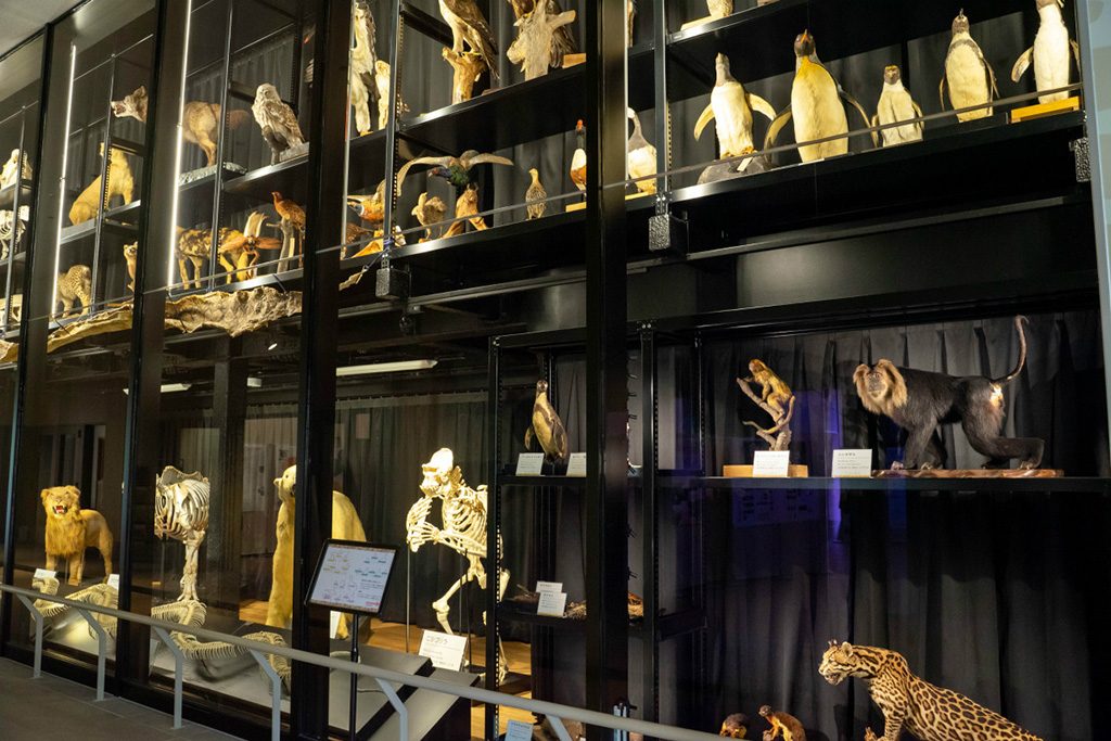 剥製標本の一部/天王寺動物園(大阪府/大阪市)