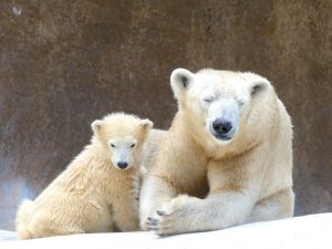 ホッキョクグマの赤ちゃんなど、子連れに人気の天王寺動物園の見どころを紹介