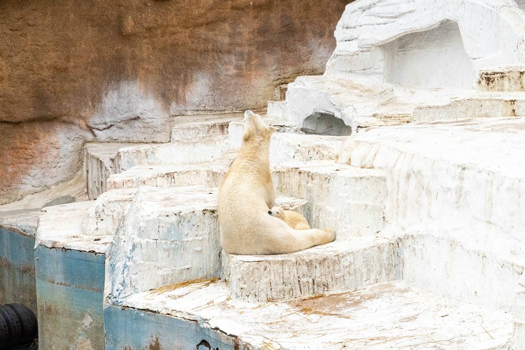 ホッキョクグマの親子/天王寺動物園（大阪府/大阪市）