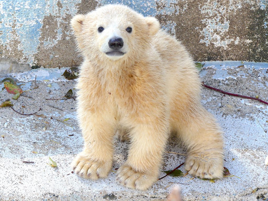 ホッキョクグマの赤ちゃん・ホウちゃん/天王寺動物園（大阪府/大阪市）