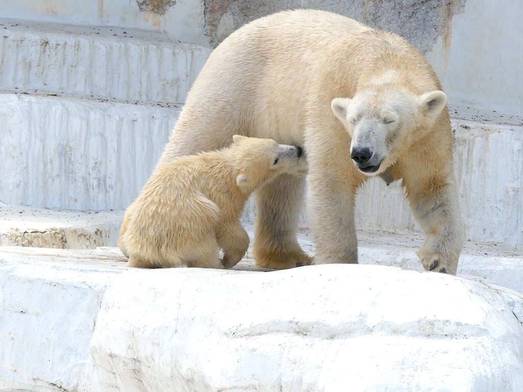 ホッキョクグマの親子/天王寺動物園（大阪府/大阪市）