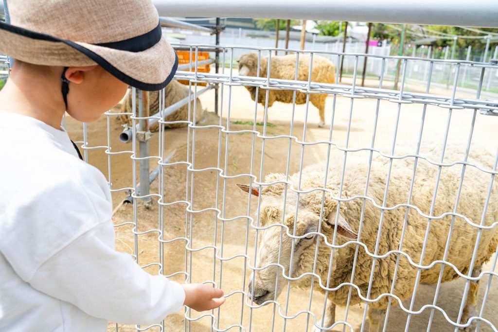 おやつに興味津々のヒツジ/天王寺動物園（大阪府/大阪市）