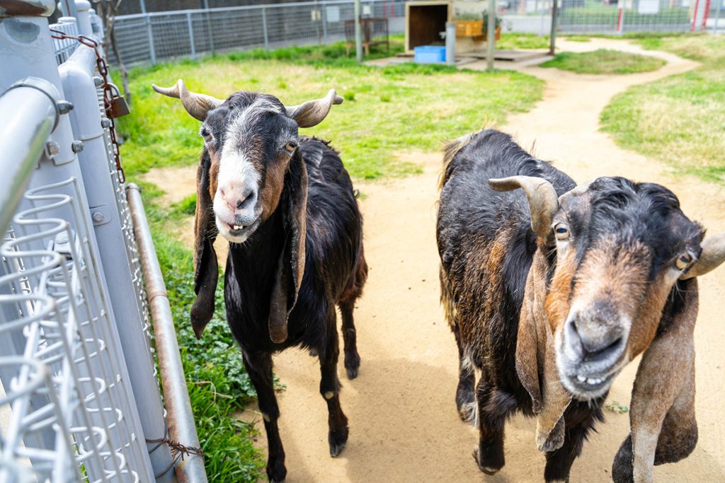 ユーモラスな表情のミミナガヤギ/天王寺動物園（大阪府/大阪市）
