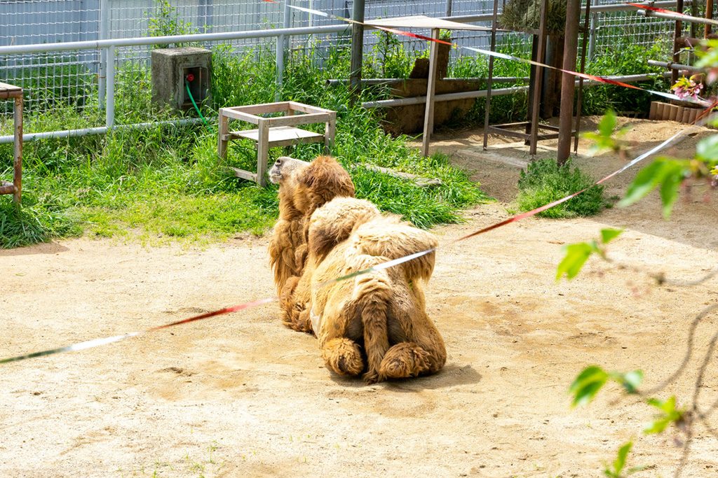 のんびり休憩中のフタコブラクダ/天王寺動物園（大阪府/大阪市）