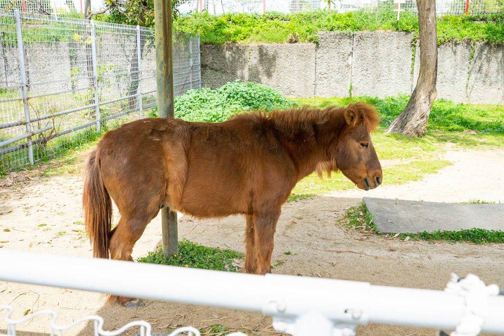 小さいお馬さん、ノマウマ（野間馬）/天王寺動物園（大阪府/大阪市）