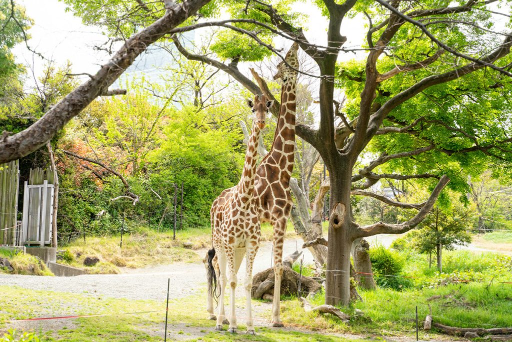 キリン/天王寺動物園（大阪府/大阪市）