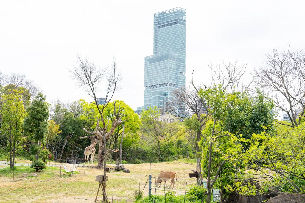 背景に見える、あべのハルカス/天王寺動物園（大阪府/大阪市）