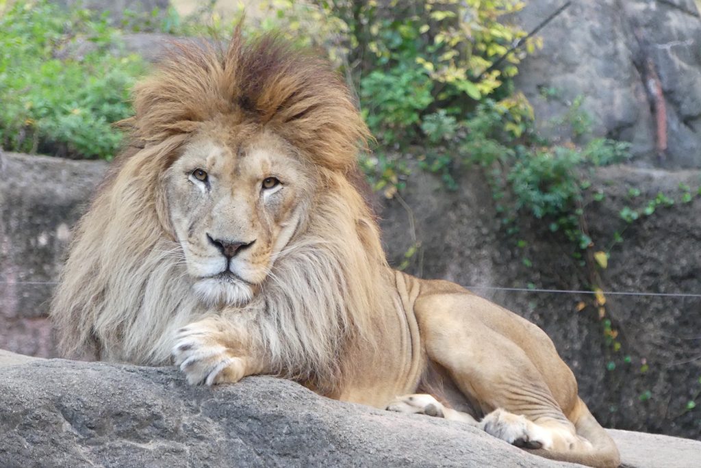 迫力満点のライオン/天王寺動物園（大阪府/大阪市）