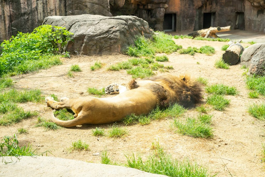 昼寝中のライオン/天王寺動物園（大阪府/大阪市）