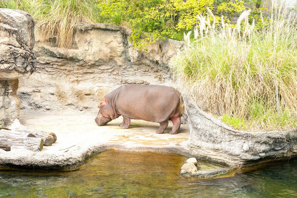 巨体を揺らしてノシノシ歩くカバ/天王寺動物園（大阪府/大阪市）