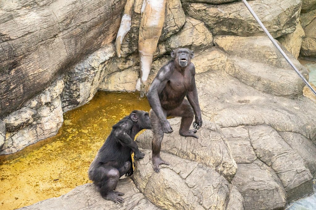 チンパンジー/天王寺動物園（大阪府/大阪市）
