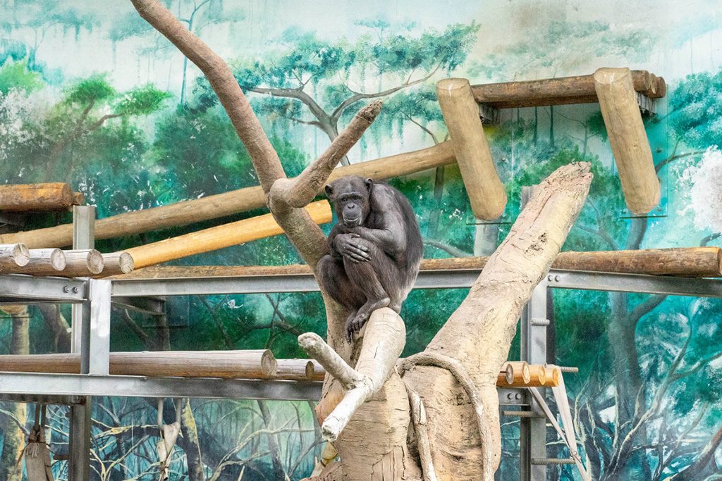 チンパンジー/天王寺動物園（大阪府/大阪市）