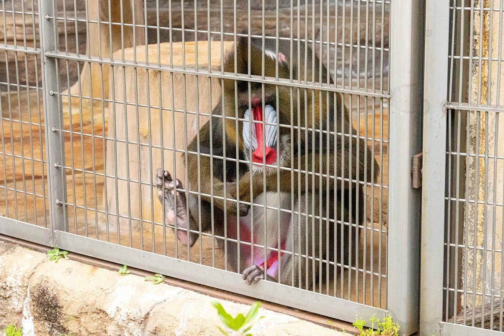 ド派手なお顔のマンドリル/天王寺動物園（大阪府/大阪市）