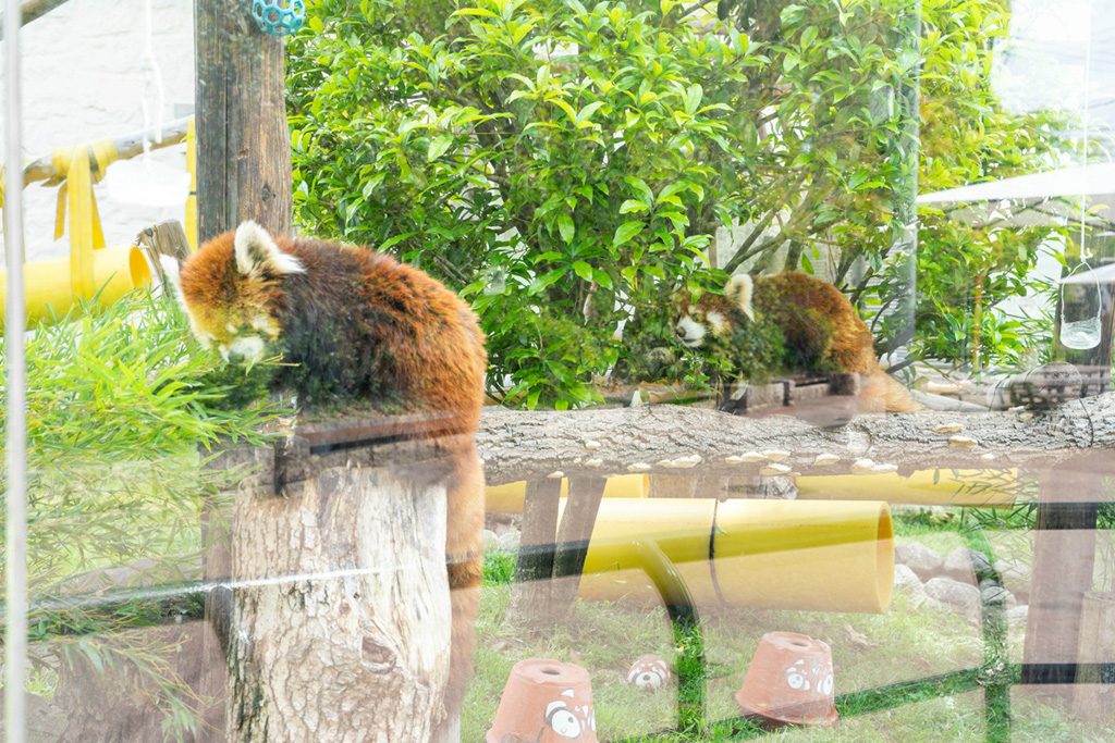 レッサーパンダ/天王寺動物園（大阪府/大阪市）