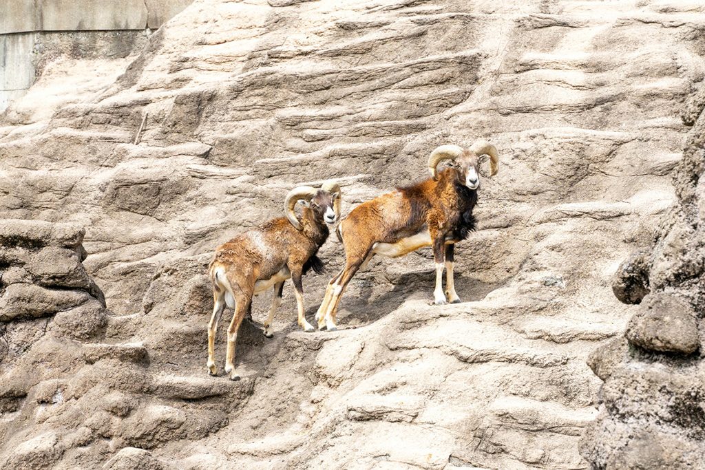 ムフロン/天王寺動物園（大阪府/大阪市）
