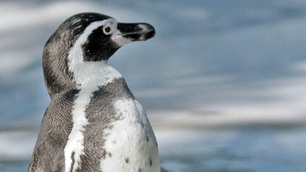 フンボルトペンギン/天王寺動物園（大阪府/大阪市）