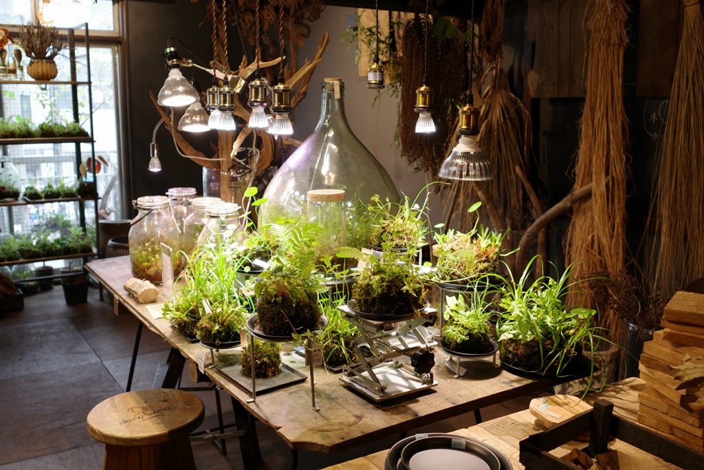 苔玉や海外の珍しい植物などが並べられている店舗2階