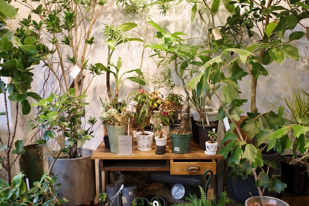 LUFF（ラフ）　店内の植物