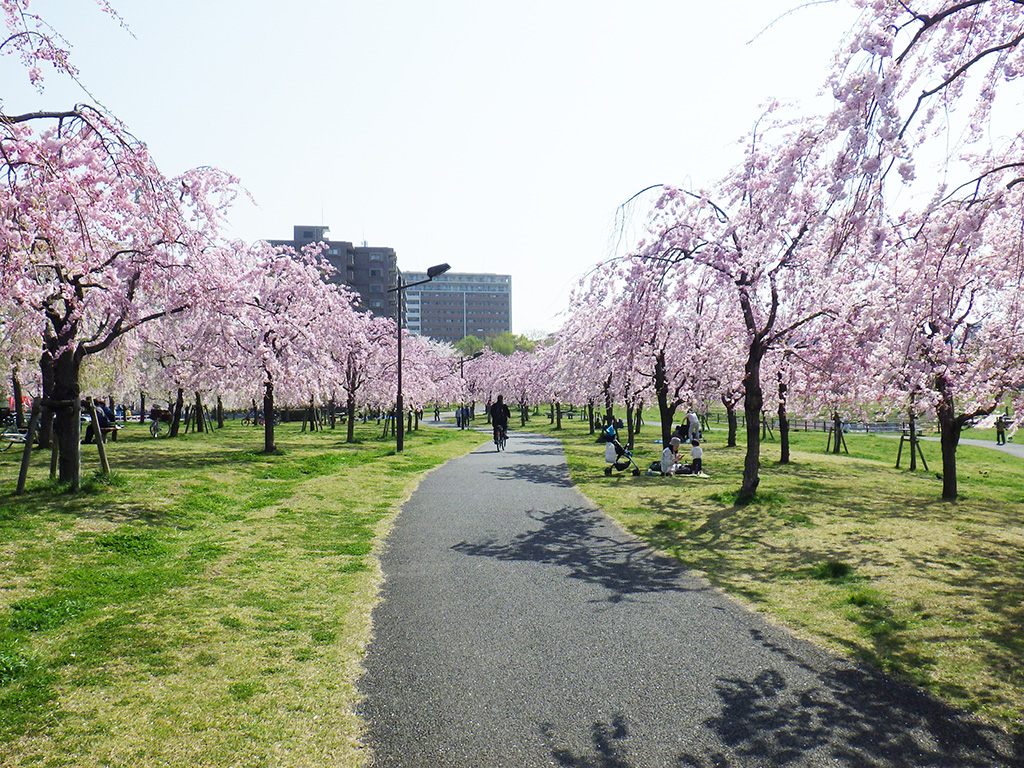 「桜」/尾久の原公園(東京都/荒川区)