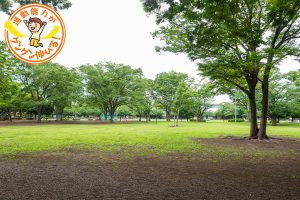 広〜い芝生の上で思いっきり遊ぼう!新小岩公園(葛飾区)