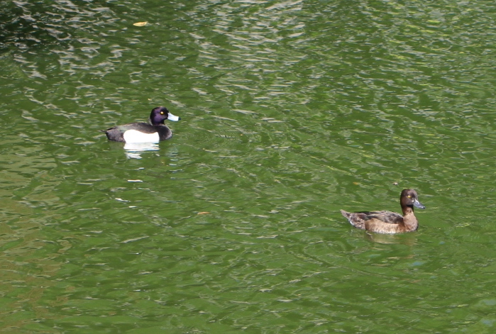 「生物の楽園」/横十間川親水公園(東京都/江東区)